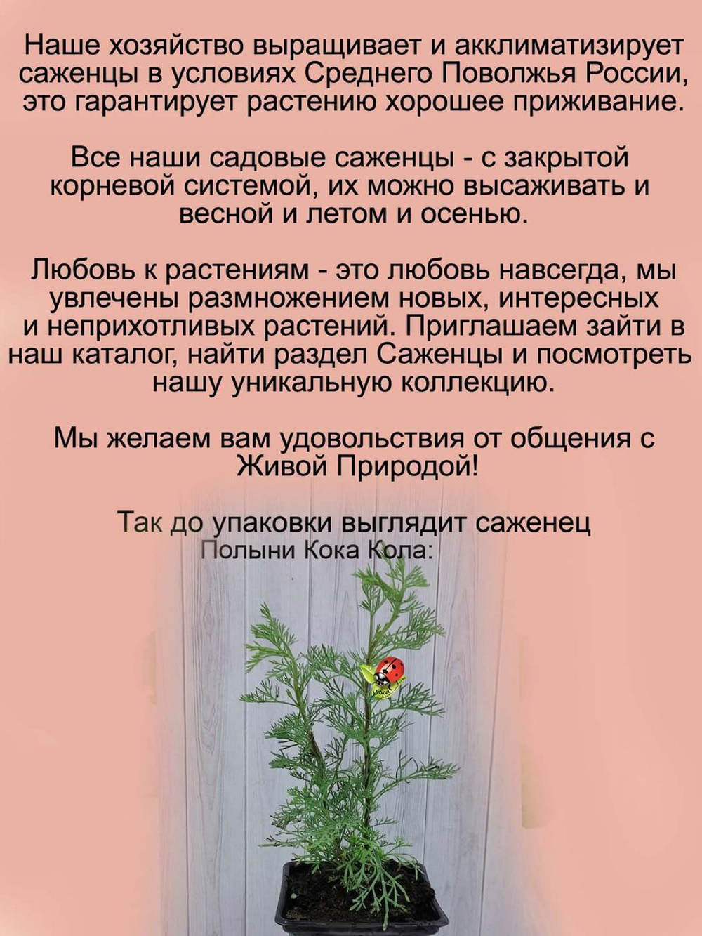Полынь Кола с ароматом колы многолетник