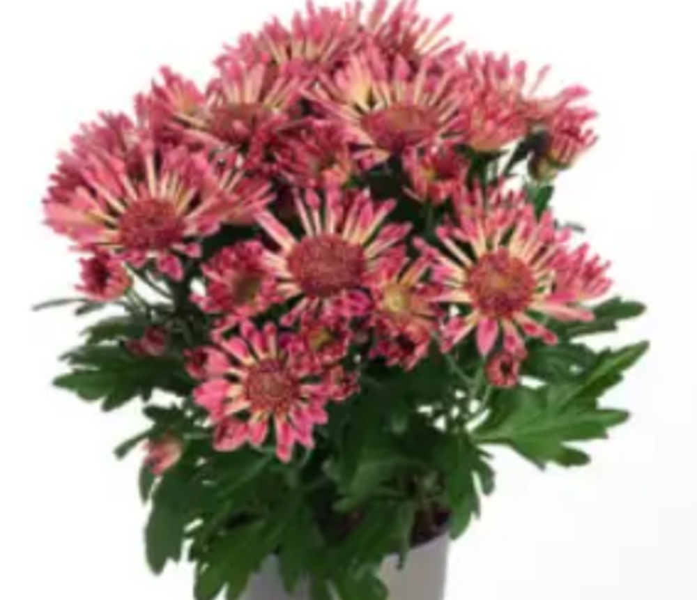 ЕВРО Хризантема горшечная Nomad Blush Pink укорененный черенок ОКС