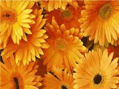 Nömrələr ilə rəngləmə \ Картина по номерам E653