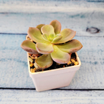Echeveria Orpet (Эхеверия)
