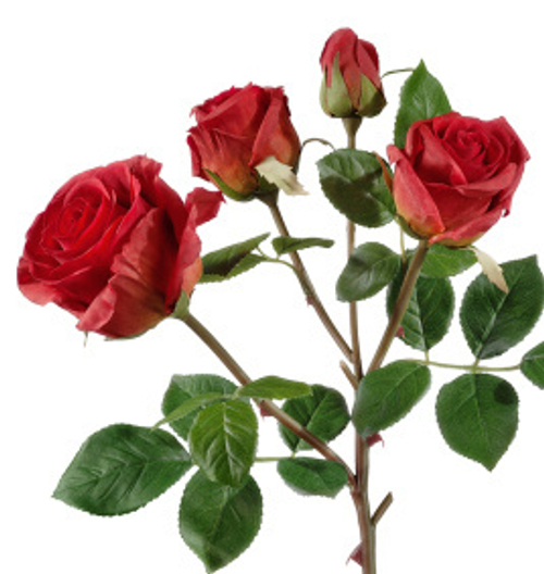 Роза Флорибунда ветвь красная