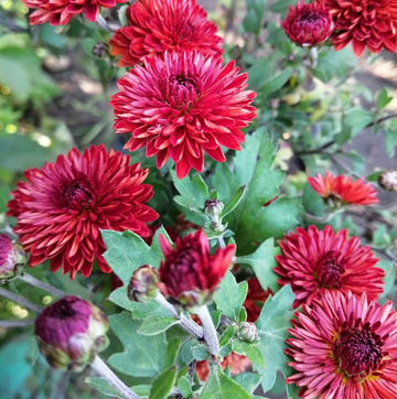 Хризантема шаровидная № 35