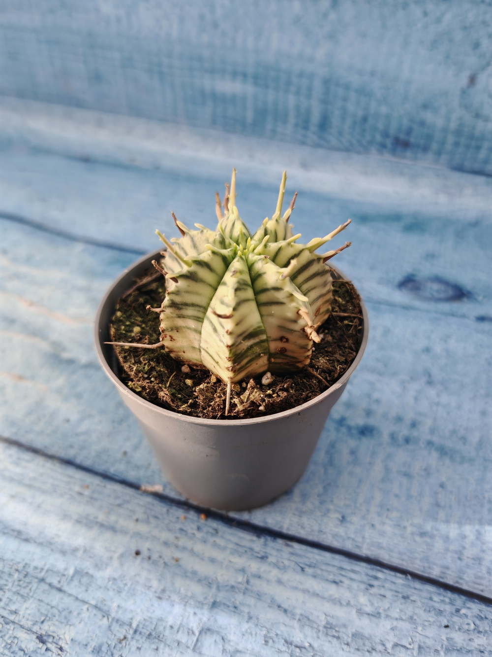 Euphorbia meloformis f. Variegated (Эуфорбия вариегатная)