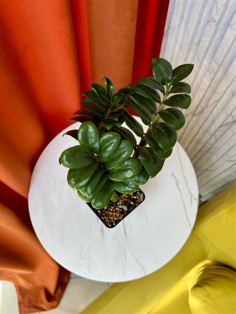 Замиокулькас Зензи, D9см Н25см, 1шт, Urban Jungle (7583)