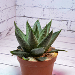 Haworthia Savanna (Хавортия Саванна)