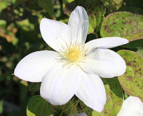 Клематисы и Княжики