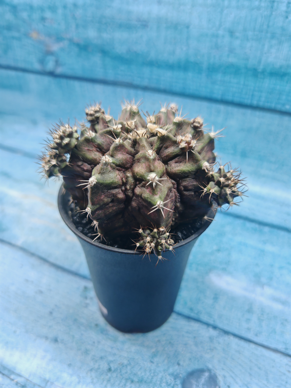 Gymnocalycium T-Rex Pink hybride (Гимнокалициум T-rex)