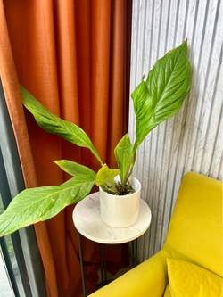 Антуриум Дженмании, D15см Н50см, 1шт, Urban Jungle (7143)