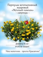 Портулак Вегетативный Жёлтый помпон махровый ампельный