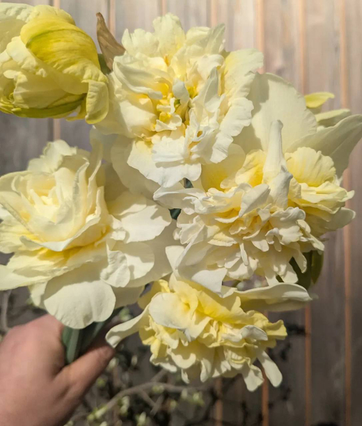 Нарцисс Обдам Закупка М79 сентябрь 2026