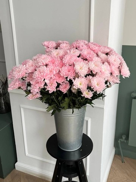 Хризантема в розовом оттенке