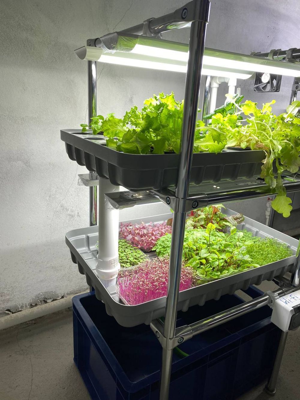 Домашняя гидропонная установка HydroBoss5.0 Mini