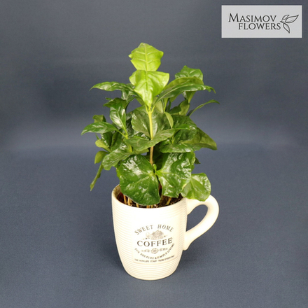 "Кофейное дерево"