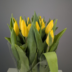 Пачка Жёлтых Тюльпанов (25 шт.)