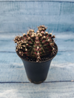 Gymnocalycium T-Rex Pink hybride (Гимнокалициум)