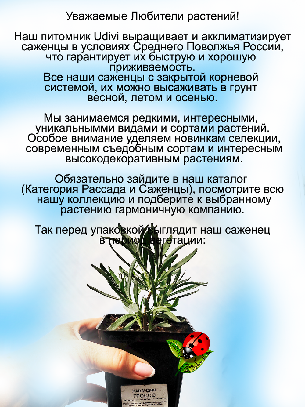 Лавандин Гроссо гибрид лаванды