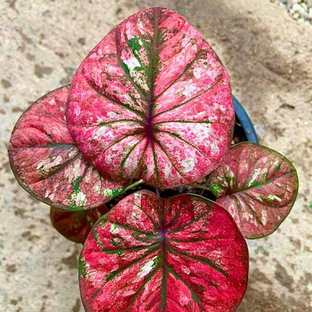 Каладиум THUAI FU