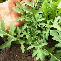 Ручетта (Ruchetta) - Итальянская Руккола