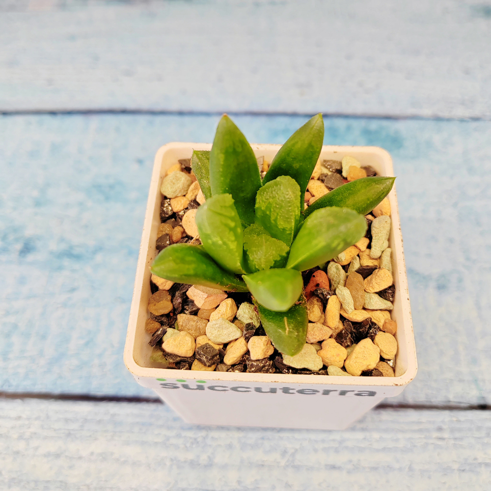 Haworthia Maughanii x Truncata (Хавортия)