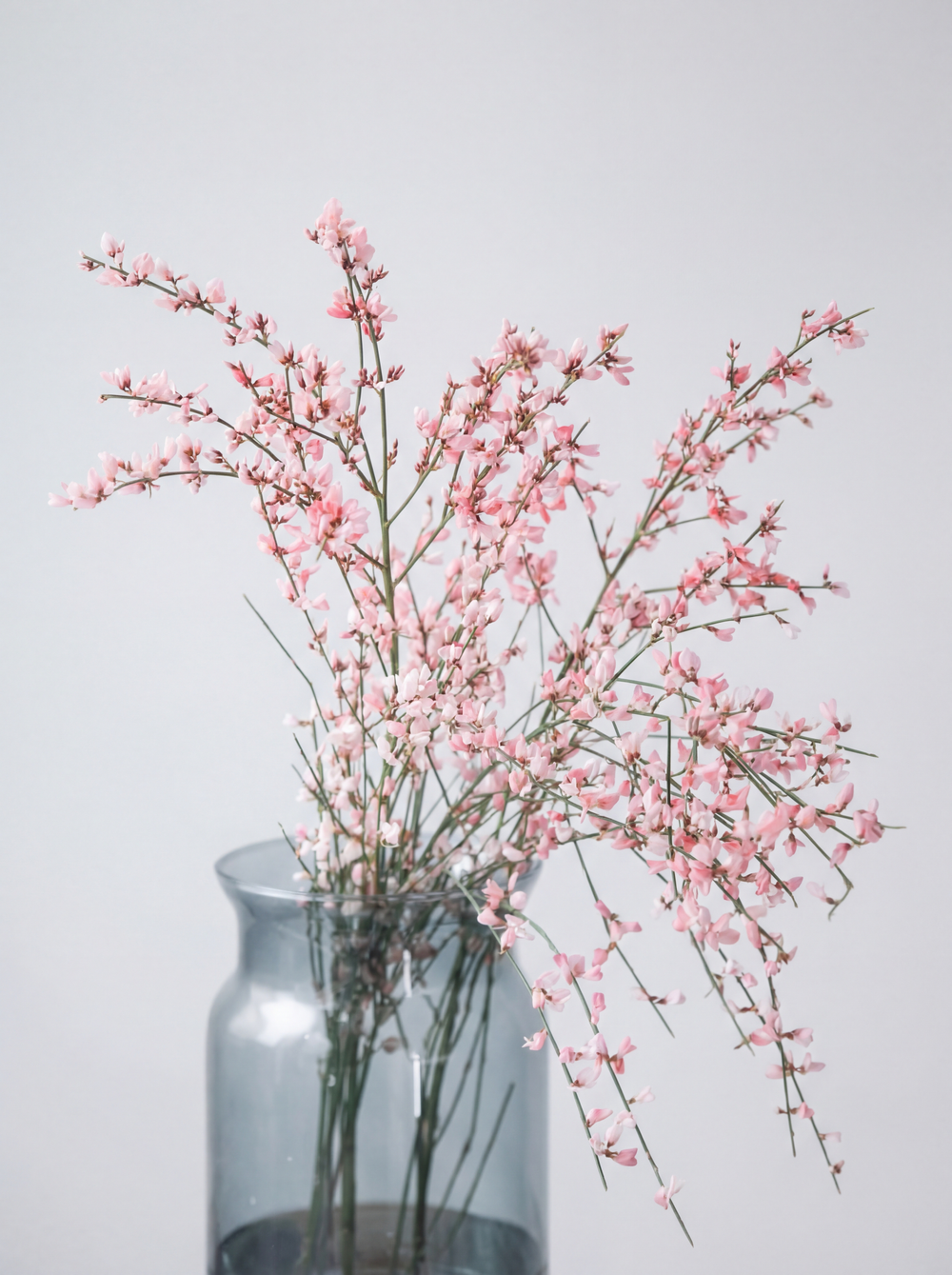 монобукет из генисты