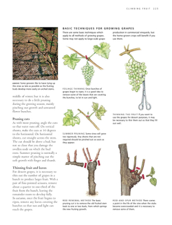Practical Guide to Pruning, Training and Topiary