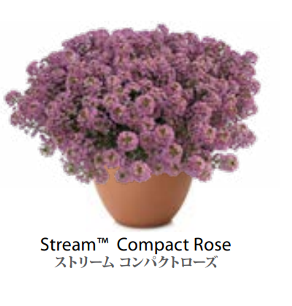ЕВРО Лобулярия Алиссум Stream Compact Rose НЕукор черенок середина ноября 25