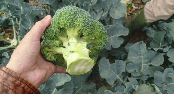 Айронмен F1 семена капусты брокколи (Seminis / Семинис) – фото 3