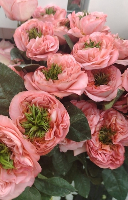 11 роз mandarin x-pression в упаковке + merci