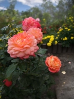 Роза флорибунда Квин оф Хартс