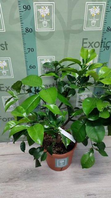 C. grandis × C. paradisi
