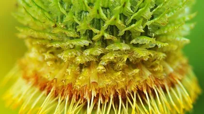 Альфредия поникшая (атаман-трава)