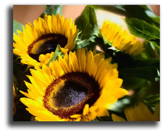 Постер "Желтые подсолнухи"