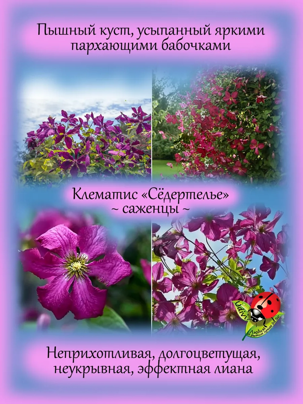 Клематис Сёдертелье неукрывной