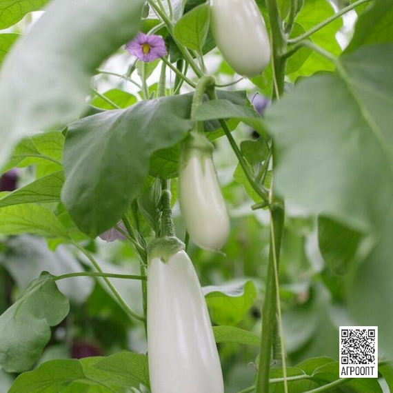 АРЕТУССА F1 семена баклажана (Rijk Zwaan | Alexagro) – фото 4