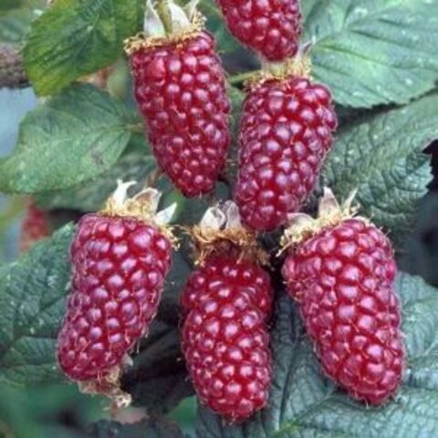 Ежемалина Бакингем Тейберри