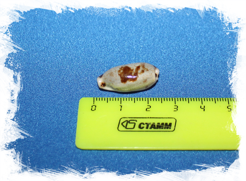 Ципрея цилиндрика, Erronea cylindrica