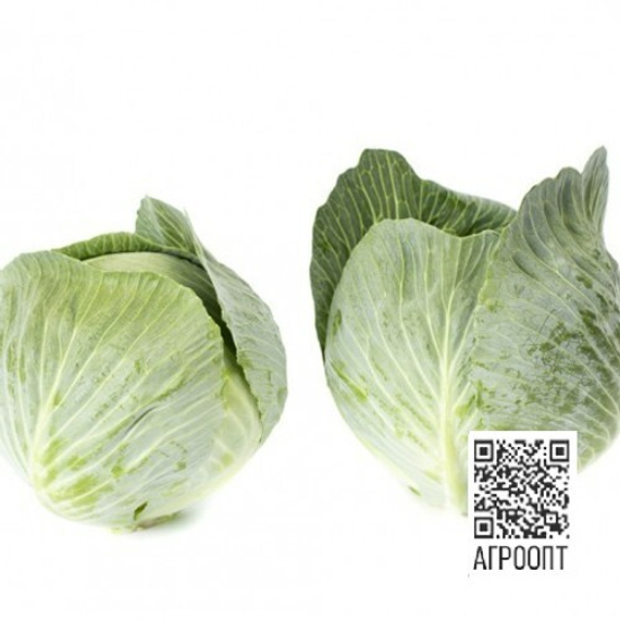 Лагрима F1 семена капусты белокочанной (Rijk Zwaan / Райк Цваан) продукт – фото 4