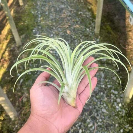 Тилландсия riohondoensis x ionantha