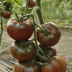 Томат Шоко Биг F1 5шт Мировые Семена VITA GREEN