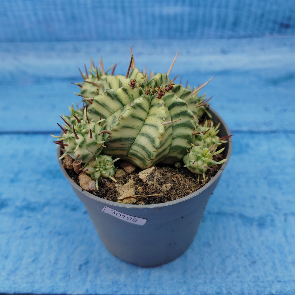 Euphorbia meloformis f. Variegated (Эуфорбия вариегатная)