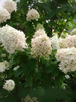 Гортензия метельчатая Вайтлайт
