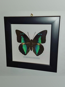 Бабочка Archaeoprepona amphimachus в рамке