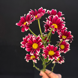 Хризантема кустовая Ромашковая яркая / 1 шт