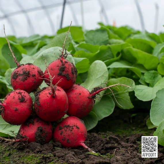 Белсай F1 семена редиса (Rijk Zwaan / Райк Цваан) в поле – фото 3