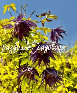 Клематис (княжик) Люминоус Дак (горшок 3л)