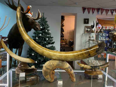 Бивень мамонта «Река времени»