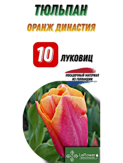 тюльпан оранждинасти10луковиц
