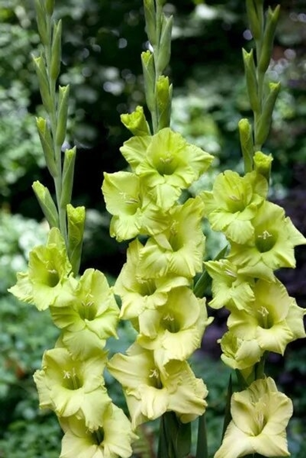 Гладилус Ding a Dong