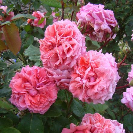 Антуан Де Кон (Antonie De Caunes)