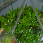 Готовый флорариум бонсай Сизигиум Цефей с озером